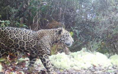 Vestea anului: „Jaguarul norilor” revine după 10 ani în Honduras