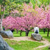 Hanami la București: Parcul Regele Mihai I, plin de flori de cireș