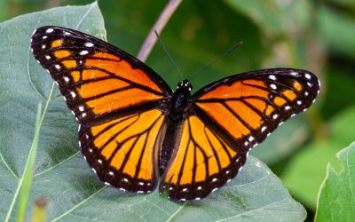 Fluturi vii la Muzeul Antipa: Când poți vedea spectacolul naturii