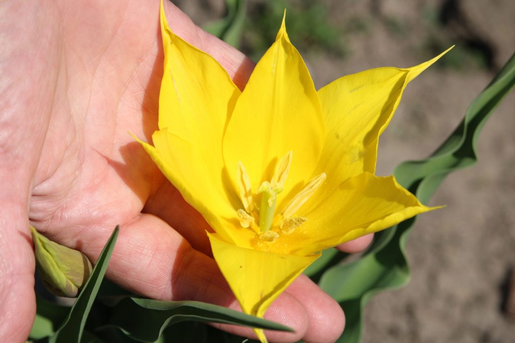 Floare rară, spectacol pe Dunăre: Cazanele, gazdă pentru o minune a naturii