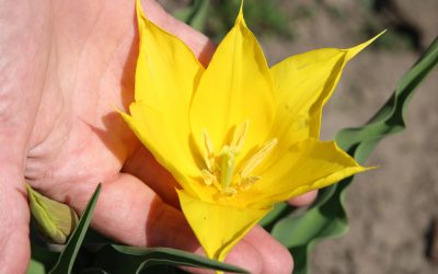 Floare rară, spectacol pe Dunăre: Cazanele, gazdă pentru o minune a naturii