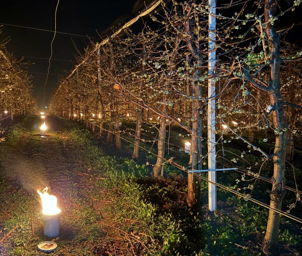 Pentru a salva cireșii, fermierul a ars 40.000 de euro într-o noapte grea