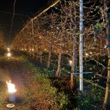 Pentru a salva cireșii, fermierul a ars 40.000 de euro într-o noapte grea