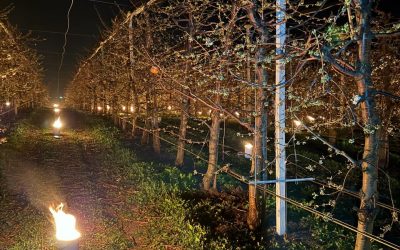 Pentru a salva cireșii, fermierul a ars 40.000 de euro într-o noapte grea