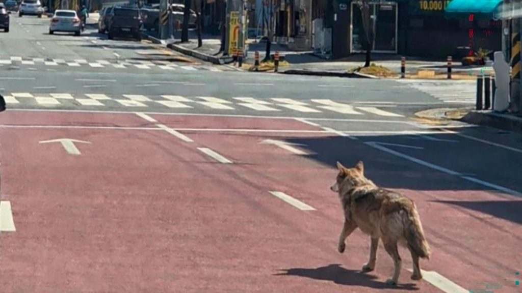 Lupul evadat din Coreea de Sud, celebru după 9 zile de libertate