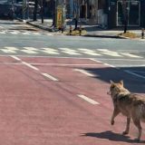 Lupul evadat din Coreea de Sud, celebru după 9 zile de libertate