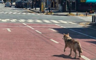 Lupul evadat din Coreea de Sud, celebru după 9 zile de libertate