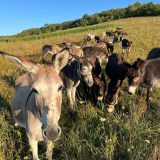 Inflație RECORD în Argentina: Argentinienii mănâncă măgar, Milei vrea reforme