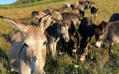 Inflație RECORD în Argentina: Argentinienii mănâncă măgar, Milei vrea reforme