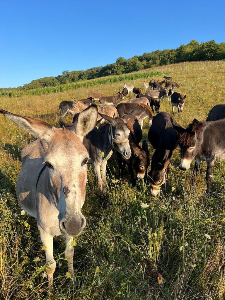 Inflație RECORD în Argentina: Argentinienii mănâncă măgar, Milei vrea reforme
