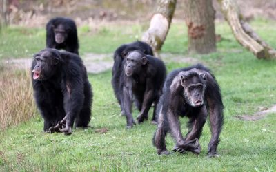 Cimpanzei sălbatici: Cel mai mare grup s-a rupt în 2018, fără împăcare