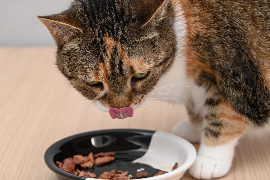 Știința explică: De ce e crucial să încălzești mâncarea pentru pisica ta