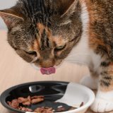 Știința explică: De ce e crucial să încălzești mâncarea pentru pisica ta