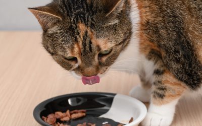 Știința explică: De ce e crucial să încălzești mâncarea pentru pisica ta