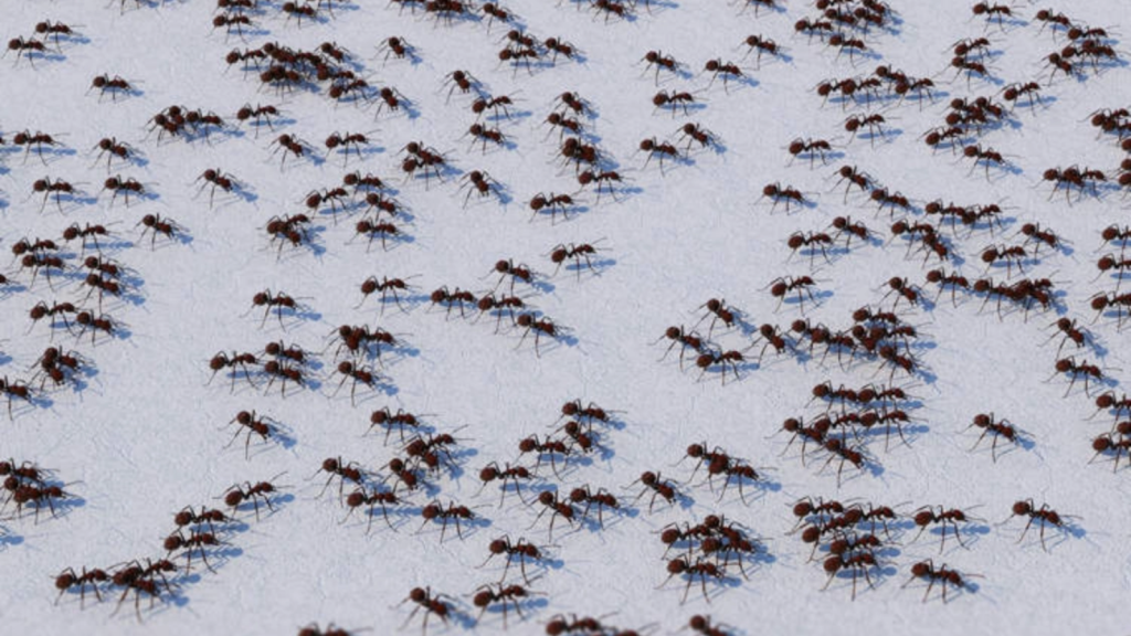 Cafeina, secretul furnicilor? Cercetătorii, șocați de un experiment inedit