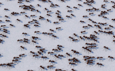 Cafeina, secretul furnicilor? Cercetătorii, șocați de un experiment inedit