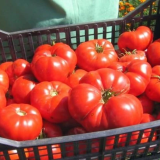 De ce PRIMELE roșii românești sunt un lux pentru mulți români?