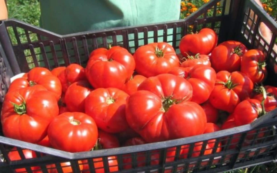 De ce PRIMELE roșii românești sunt un lux pentru mulți români?