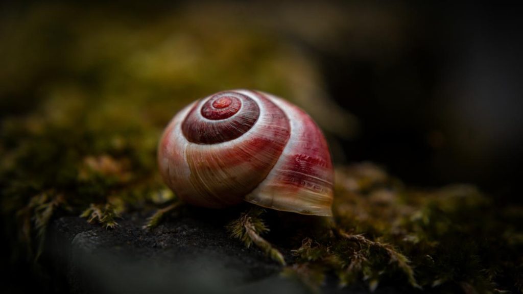 Melcul-vampir, candidatul Italiei la „Molusca anului”: Un sângeros somn profund