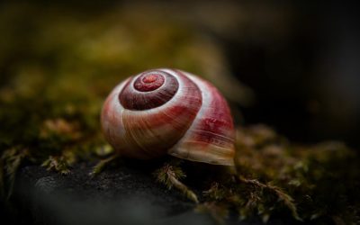 Melcul-vampir, candidatul Italiei la „Molusca anului”: Un sângeros somn profund