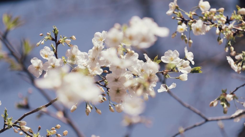 Soare și temperaturi mai blânde în România: Gata cu frigul, vine vremea bună!