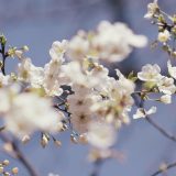 Soare și temperaturi mai blânde în România: Gata cu frigul, vine vremea bună!