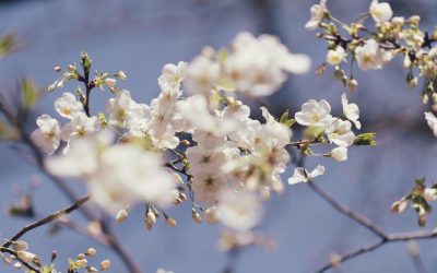 Soare și temperaturi mai blânde în România: Gata cu frigul, vine vremea bună!