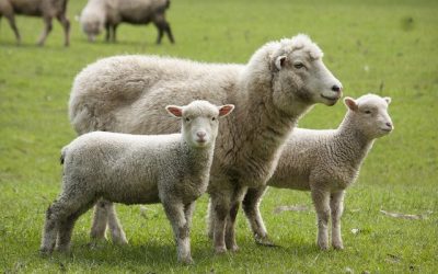 Victorie pentru fabrica de lână din România: Guvernul, obligat să dea ajutor