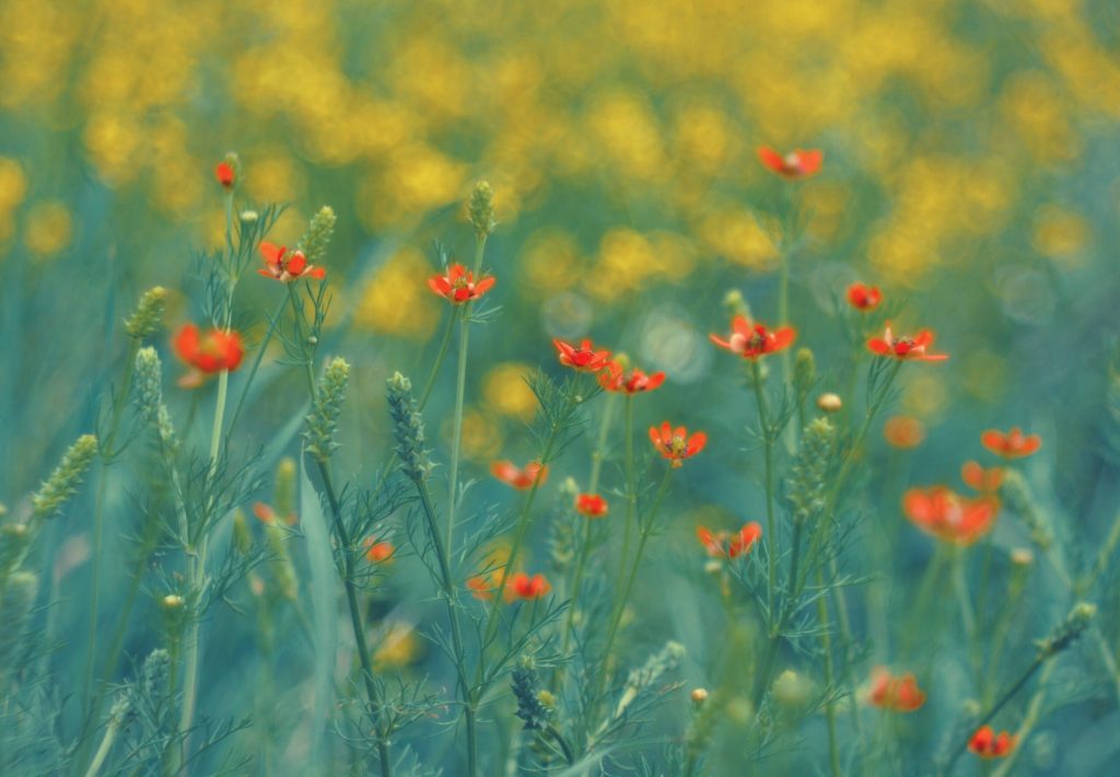ANM: Vreme excelentă de 1 Mai în România! Sărbătoare cu soare și căldură