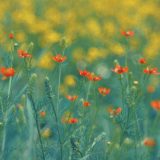 ANM: Vreme excelentă de 1 Mai în România! Sărbătoare cu soare și căldură