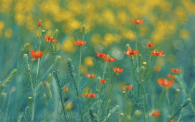 ANM: Vreme excelentă de 1 Mai în România! Sărbătoare cu soare și căldură