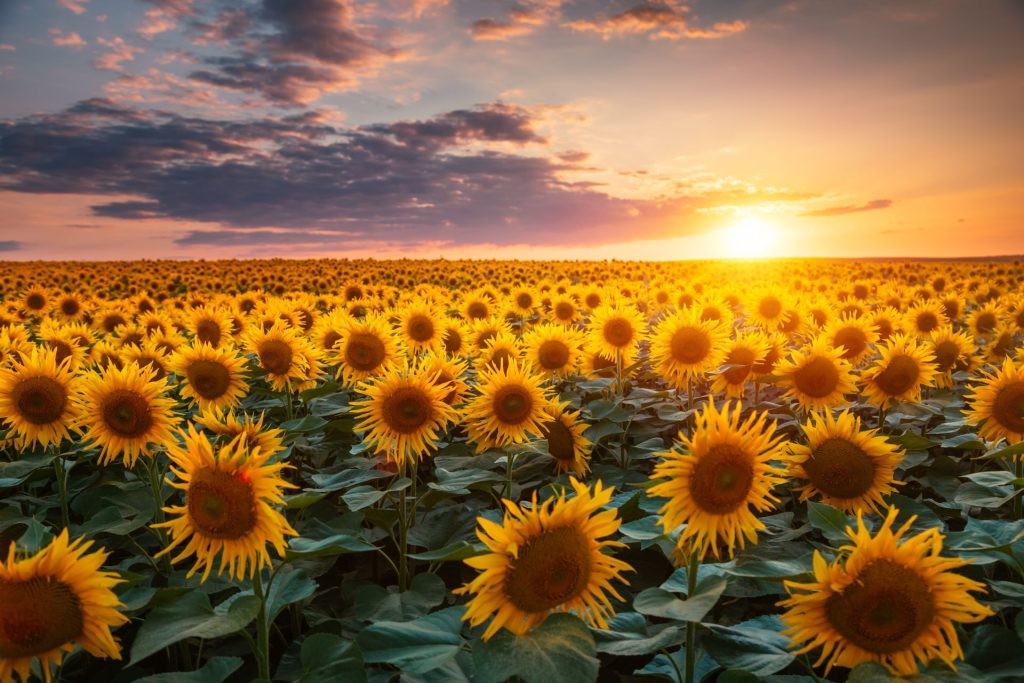 De ce au NORII forme diferite? Testul de cultură generală vă provoacă!