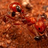 Cercetătorii au descoperit un comportament inedit la furnici în Europa