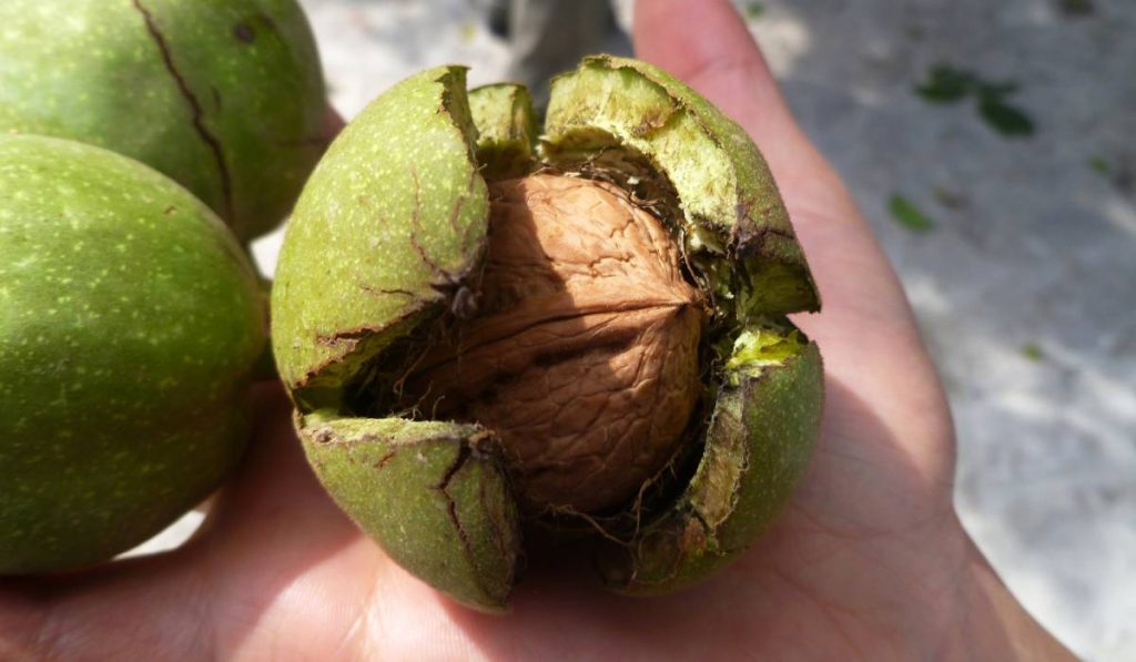 Nuci: Secretul sănătății. Scad colesterolul, combat depresia și dau sațietate