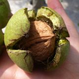 Nuci: Secretul sănătății. Scad colesterolul, combat depresia și dau sațietate