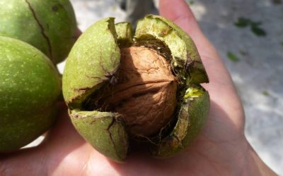 Nuci: Secretul sănătății. Scad colesterolul, combat depresia și dau sațietate