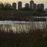 O oază de natură la Văcărești, în București: Bloomberg, uimită de Delta