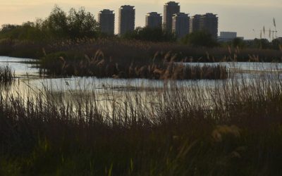 O oază de natură la Văcărești, în București: Bloomberg, uimită de Delta
