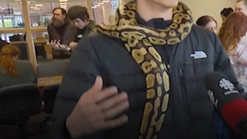 Universitate canadiană, terapie-șoc pentru studenți: Șerpi anti-stres în sesiune