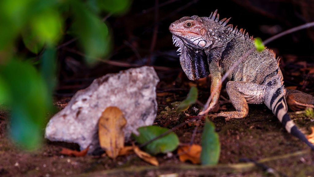 Ochii vertebratelor, un singur ochi gigant la început: Dezvăluiri ȘOCANTE