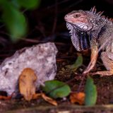 Ochii vertebratelor, un singur ochi gigant la început: Dezvăluiri ȘOCANTE