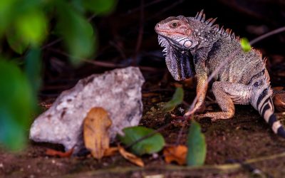 Ochii vertebratelor, un singur ochi gigant la început: Dezvăluiri ȘOCANTE