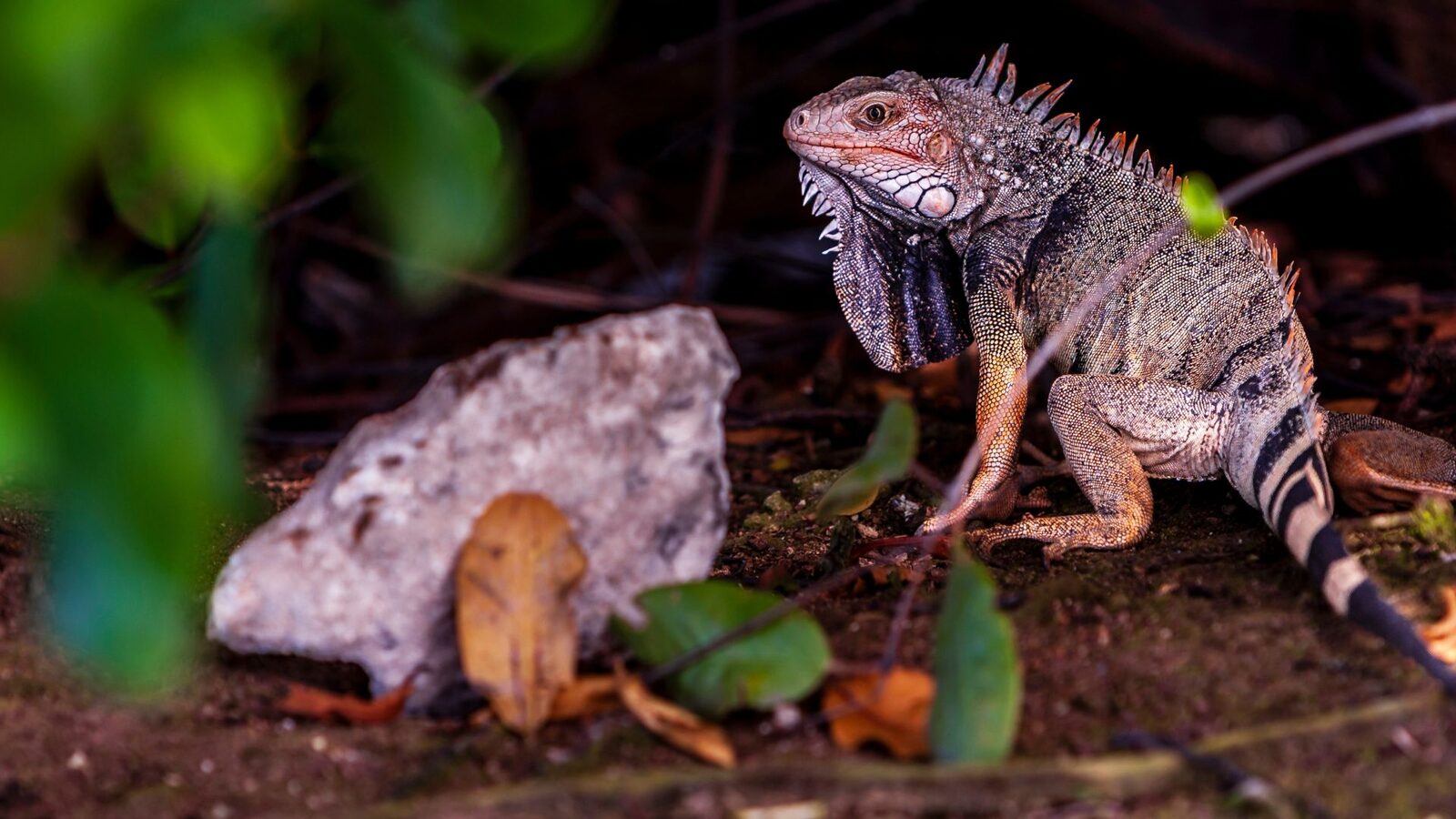 Ochii vertebratelor, un singur ochi gigant la început: Dezvăluiri ȘOCANTE
