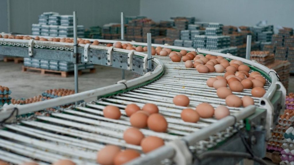 Ouă cu Salmonella la Galați: 1,5 milioane retrase de pe piață, alertă înainte de Paște