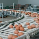 Ouă cu Salmonella la Galați: 1,5 milioane retrase de pe piață, alertă înainte de Paște