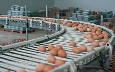 Ouă cu Salmonella la Galați: 1,5 milioane retrase de pe piață, alertă înainte de Paște