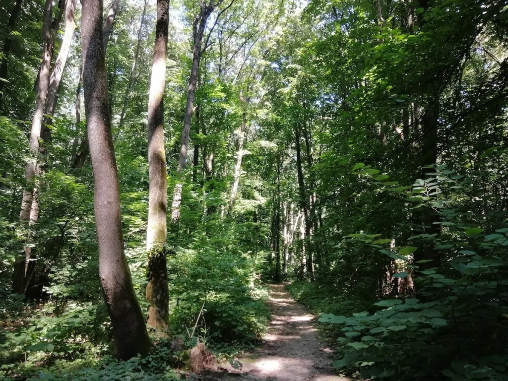 Noua specie de miriapod „Dragonul de Băneasa”, SURPRINSĂ în pădurea de lângă București