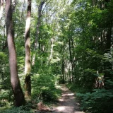 Noua specie de miriapod „Dragonul de Băneasa”, SURPRINSĂ în pădurea de lângă București