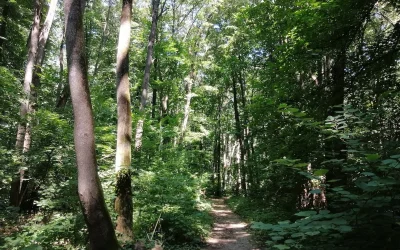 Noua specie de miriapod „Dragonul de Băneasa”, SURPRINSĂ în pădurea de lângă București