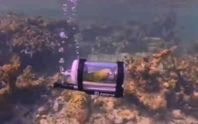 Bărbat din SUA, record mondial: Papagalul său face snorkeling într-un minisubmarin